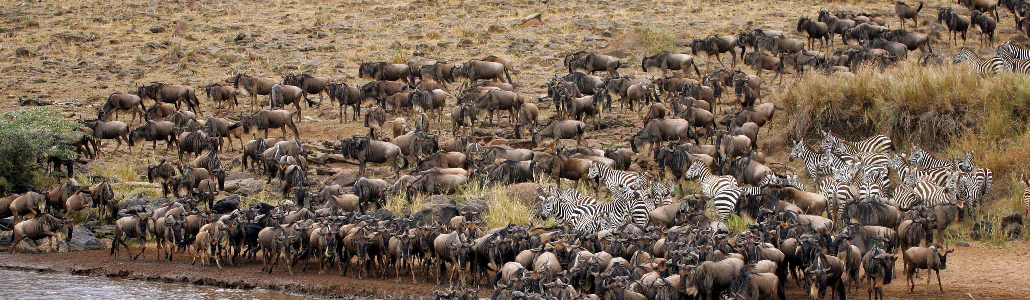 Какие животные мигрируют. Национальный парк Серенгети миграция.