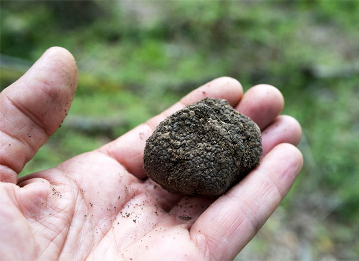 Truffle Hunting, Croatia