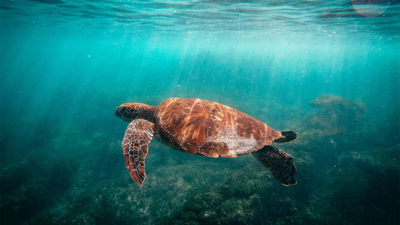 galapagos-isla-floreana