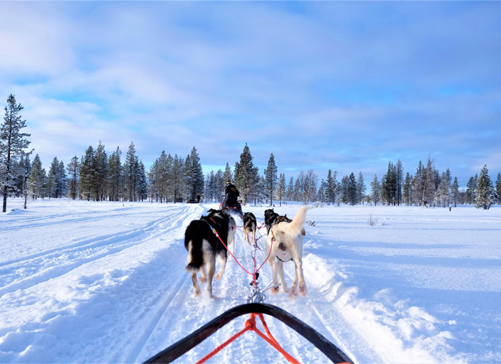 Husky Safari, Finland