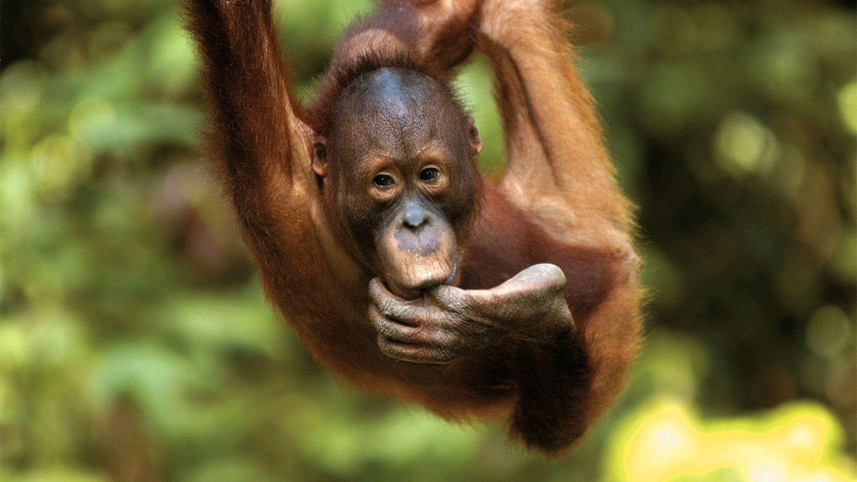 orangutan-swinging-jungle