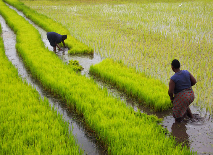Mto Wa Mbu Walk, Tanzania