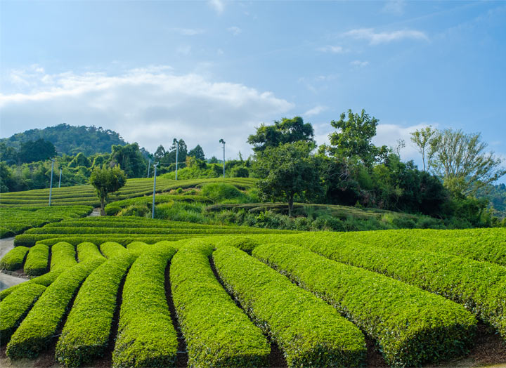 Tea Drinking, Japan